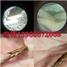 人工金蟬養(yǎng)殖技術(shù)金蟬種苗蟲(chóng)卵提供
